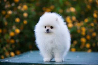 Güzel Pomeranya Spitz 'i yeşil bahçede