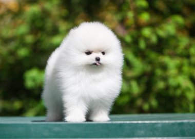 Güzel Pomeranya Spitz 'i yeşil bahçede