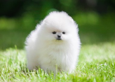 Güzel Pomeranya Spitz 'i yeşil bahçede