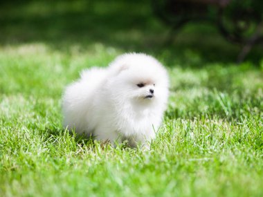 Güzel Pomeranya Spitz 'i yeşil bahçede