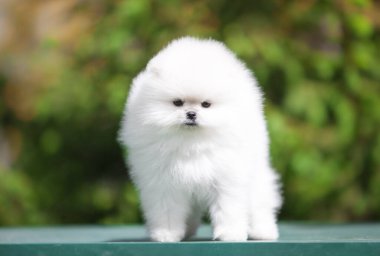 Güzel Pomeranya Spitz 'i yeşil bahçede