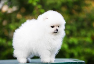 Güzel Pomeranya Spitz 'i yeşil bahçede