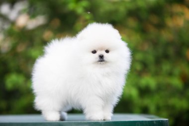 Güzel Pomeranya Spitz 'i yeşil bahçede