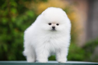 Güzel Pomeranya Spitz 'i yeşil bahçede