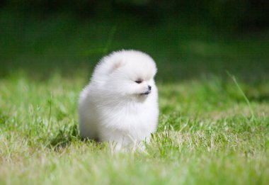 Güzel Pomeranya Spitz 'i yeşil bahçede