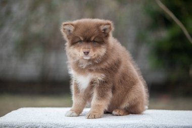 Parkta Fince lapphund