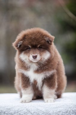 Parkta Fince lapphund