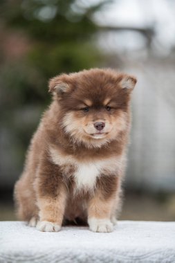 Parkta Fince lapphund