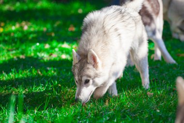 Parktaki güzel Sibirya köpeciği