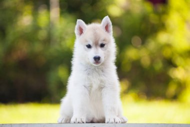 Parktaki güzel Sibirya köpeciği