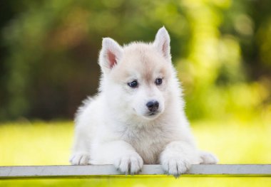 Parktaki güzel Sibirya köpeciği