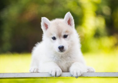 Parktaki güzel Sibirya köpeciği