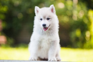 Parktaki güzel Sibirya köpeciği