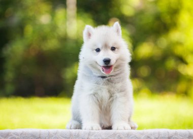 Parktaki güzel Sibirya köpeciği