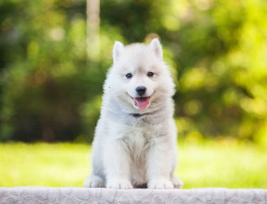 Parktaki güzel Sibirya köpeciği