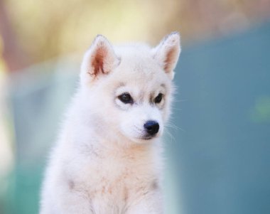 Gri ve beyaz Sibirya Husky köpeği