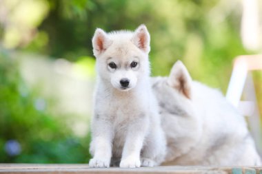 Gri ve beyaz Sibirya Husky köpeği