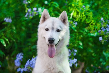 Sibiryalı köpek yavrusu sokakta