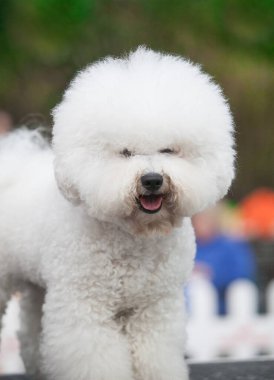 Beyaz köpek ırkı Bichon Frize gösteride