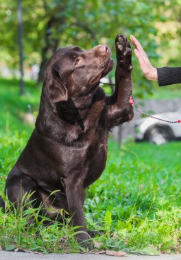 Parkta çikolatalı labrador Retriever portresi