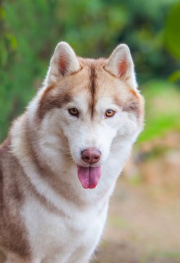 Sibiryalı köpek yavrusu sokakta