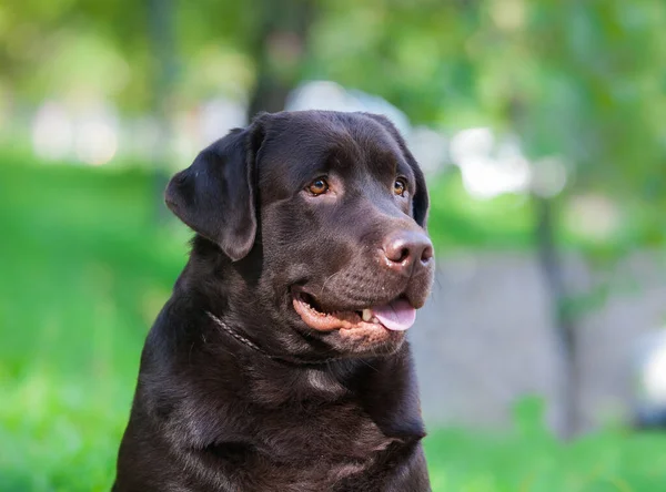 Parkta çikolatalı labrador Retriever portresi