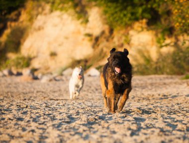 Güzel büyük köpek cinsi leonberger.