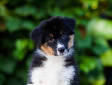 Black tricolor Australian Shepherd puppy in the park with flowers