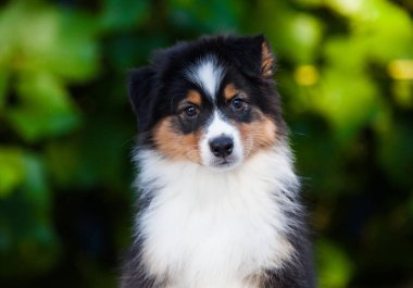Black tricolor Australian Shepherd puppy in the park with flowers