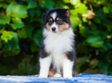 Black tricolor Australian Shepherd puppy in the park with flowers