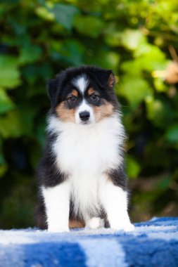 Black tricolor Australian Shepherd puppy in the park with flowers