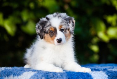  Blue marble Australian Shepherd puppy in the park with flowers