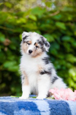  Blue marble Australian Shepherd puppy in the park with flowers
