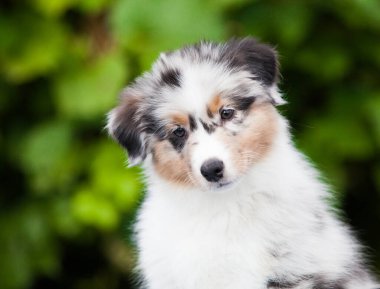 Blue marble Australian Shepherd puppy in the park with flowers