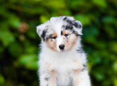  Blue marble Australian Shepherd puppy in the park with flowers