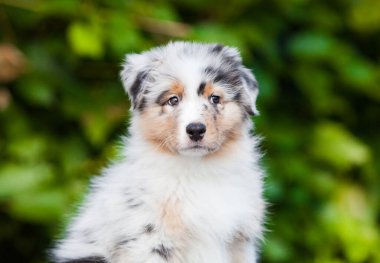  Blue marble Australian Shepherd puppy in the park with flowers