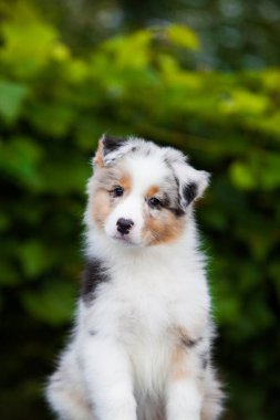  Blue marble Australian Shepherd puppy in the park with flowers
