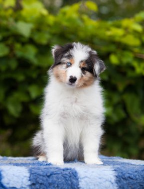  Blue marble Australian Shepherd puppy in the park with flowers