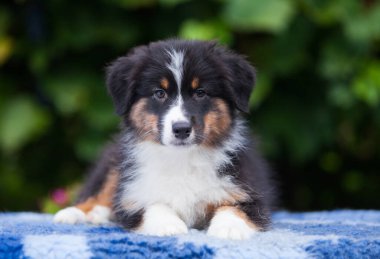 Black tricolor Australian Shepherd puppy in the park with flowers