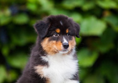Black tricolor Australian Shepherd puppy in the park with flowers
