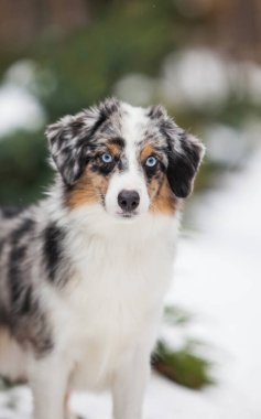 Blue marble with blue eyes dog miniature american shepherd