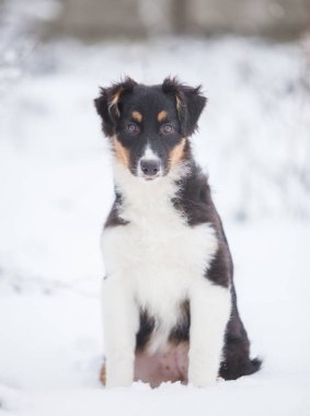 Karda oynayan küçük Avustralya çoban köpekleri