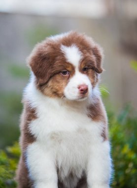 Parkta oynayan küçük Avustralyalı çoban köpekleri