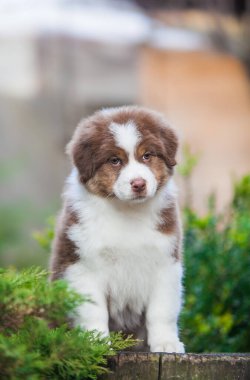 Parkta oynayan küçük Avustralyalı çoban köpekleri