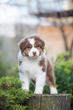 Parkta oynayan küçük Avustralyalı çoban köpekleri
