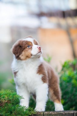 Parkta oynayan küçük Avustralyalı çoban köpekleri