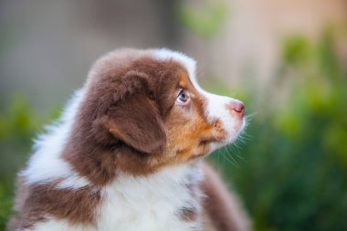 Parkta oynayan küçük Avustralyalı çoban köpekleri