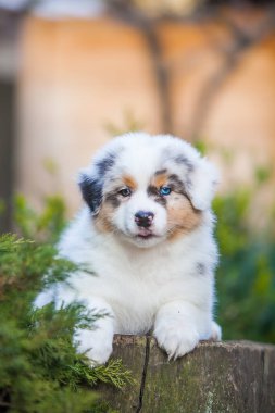 Parkta oynayan küçük Avustralyalı çoban köpekleri