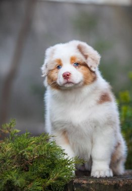 Parkta oynayan küçük Avustralyalı çoban köpekleri