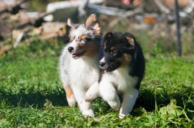 Parkta oynayan komik Avustralyalı çoban köpekleri